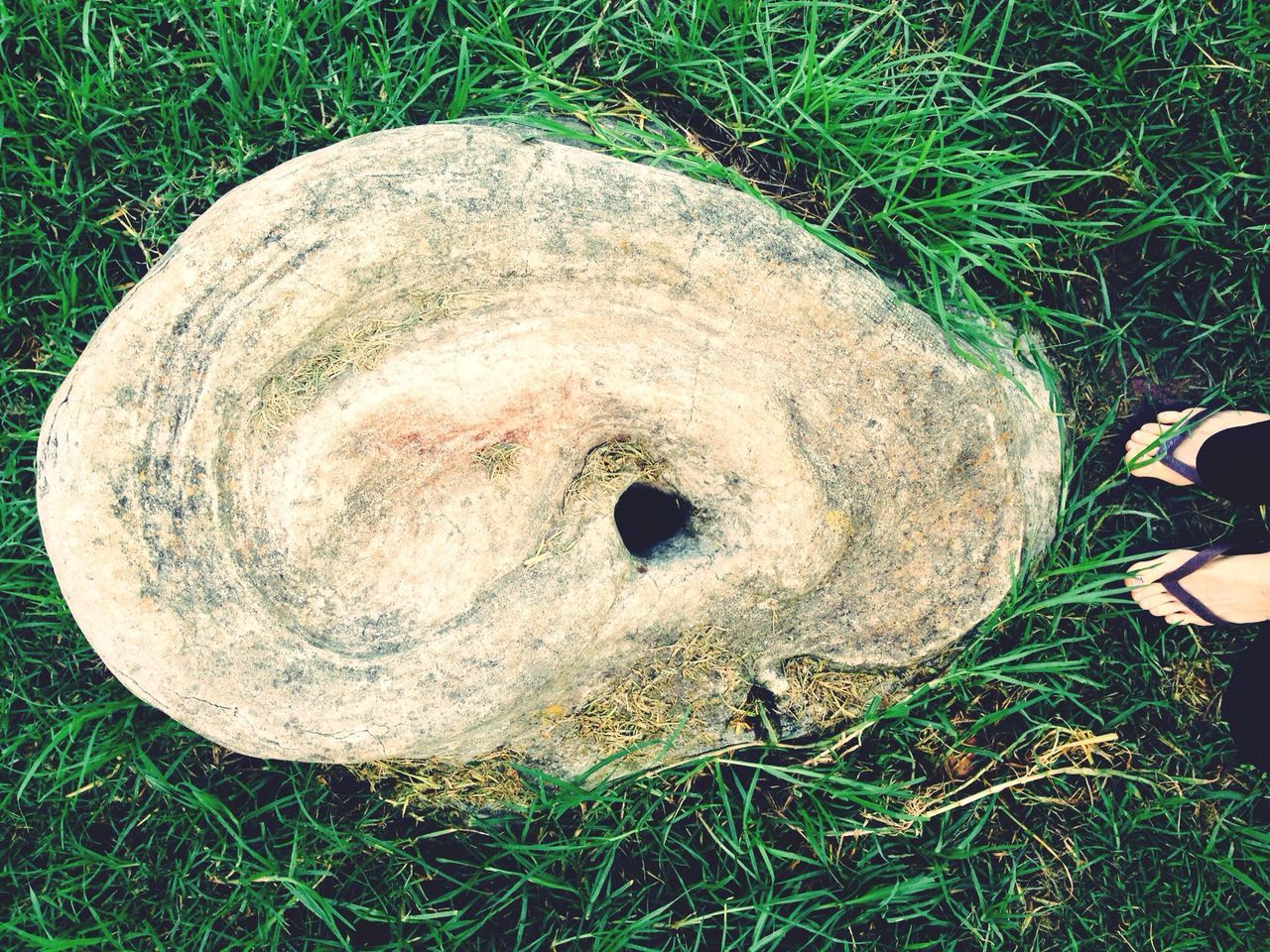grass, field, high angle view, grassy, abandoned, close-up, circle, old, outdoors, nature, damaged, no people, day, dirty, ground, mushroom, directly above, shape, broken, stone - object