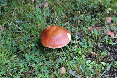 Close-up of mushroom growing on field