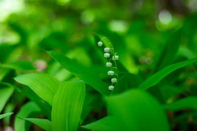 Close-up of green leaf