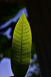 Close-up of green leaves