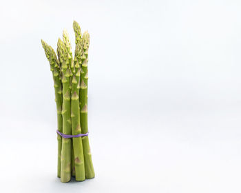 Close-up of plant against white background