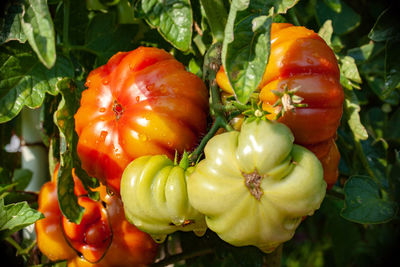 Close-up of fruits and vegetables