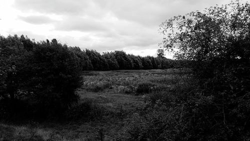 Trees growing in forest against sky