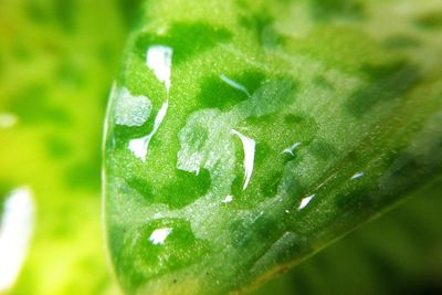 Close-up of wet leaf