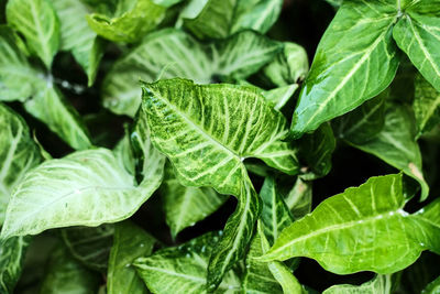 Close-up of fresh green leaves