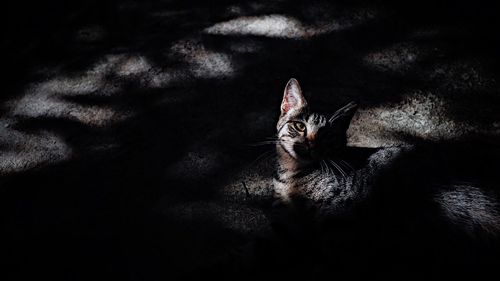 Close-up portrait of cat