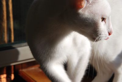 Close-up of cat looking away