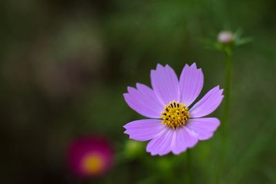 Close-up of pink flower