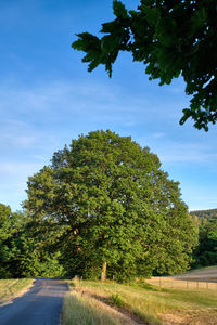 Road amidst trees against sky