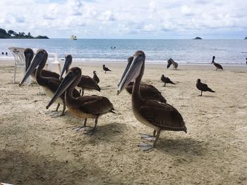 Flock of birds on beach against sky