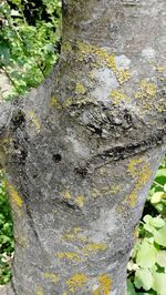 Close-up of lichen on tree trunk