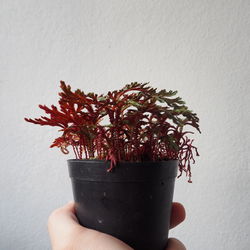 Close-up of hand holding potted plant against wall