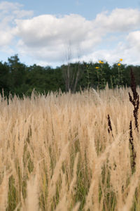 Scenic view of wheat field against sky