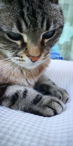 Close-up of a cat lying on bed