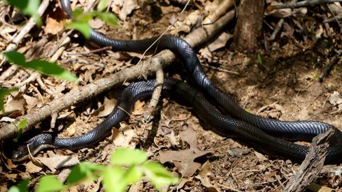 Close-up of snakes