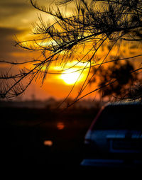 Silhouette of trees at sunset