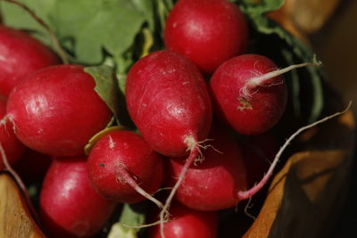 Radish, radieschen