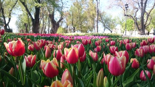 Close-up of pink tulips in park