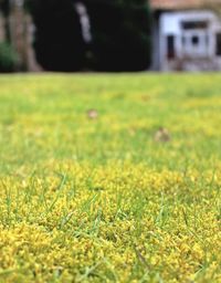 Surface level of grassy field