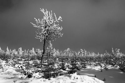 View of frozen trees against clear sky at night