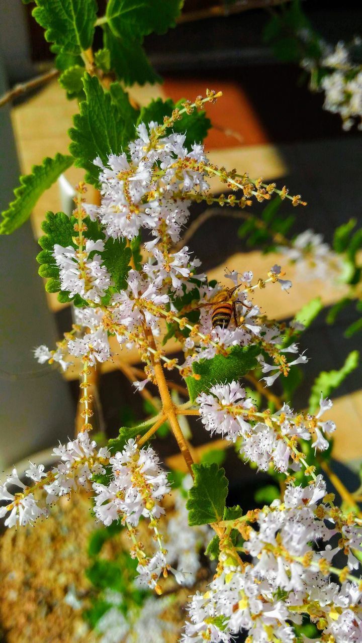 CLOSE-UP OF WHITE FLOWERING PLANT WITH FLOWERS