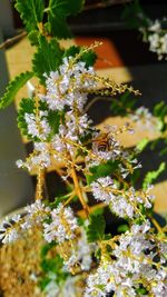 Close-up of white flowering plants