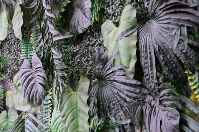 Close-up of leaves on plant