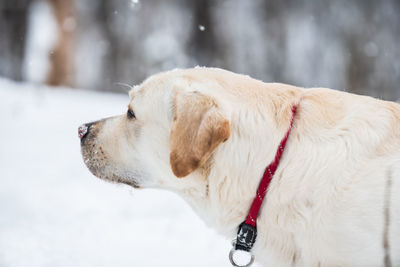 Dog looking at camera