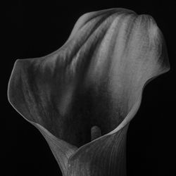 Close-up of over black background