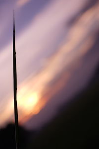 Close-up of silhouette plant against sky at sunset