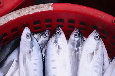 Close-up of fish for sale in market