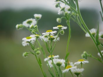 Close-up of flowering plant