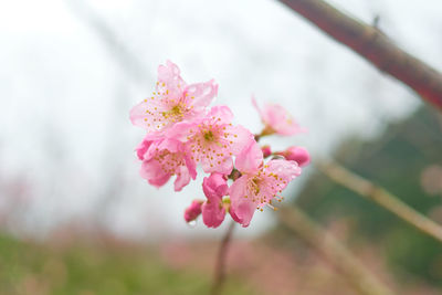 Close-up of pink cherry blossoms