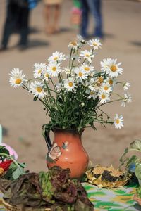 Close-up of potted plant