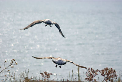 Two young european herring gulls flying away to the sea. black sea, crimea