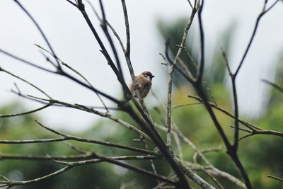 Bird perching on branch