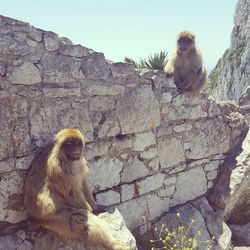 Monkey sitting on rock against wall