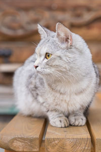 Close up of stray gray cat on wooden bench outdoors