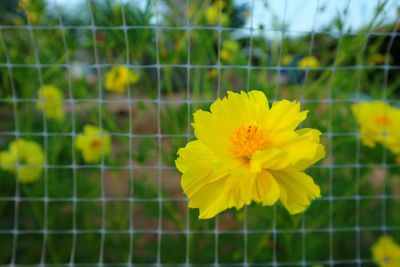 Close-up of yellow flower against plants