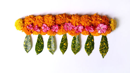 Close-up of pink flowers against white background