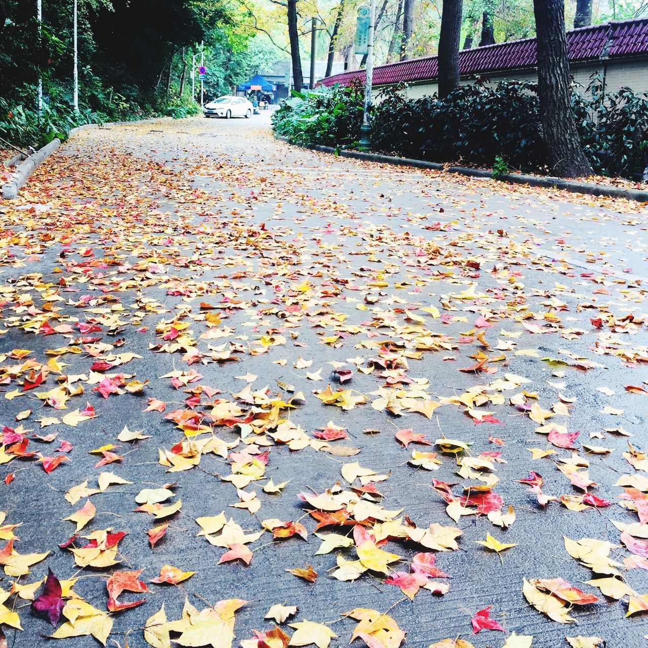 CLOSE-UP OF AUTUMN LEAVES FALLEN ON STREET IN PARK