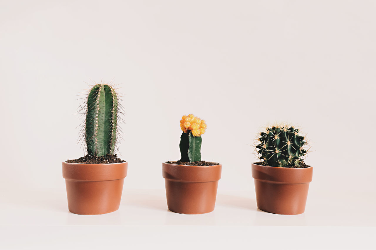Scott Webb | EyeEm - 1280 x 853 jpeg 87kB