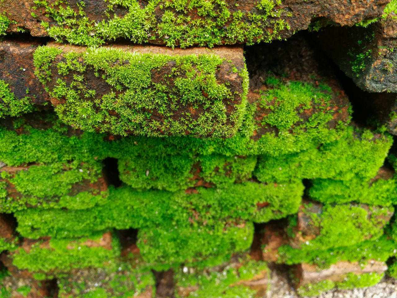 FULL FRAME SHOT OF MOSS GROWING ON ROCK