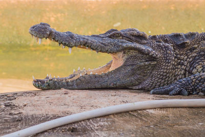 Crocodile with mouth open by lake