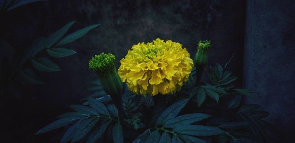 Close-up of yellow flowers blooming outdoors