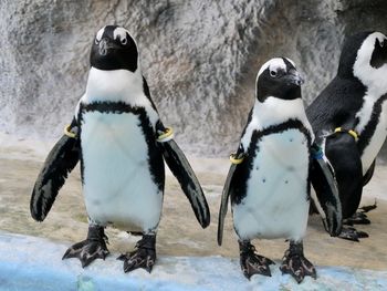 Close-up of penguin