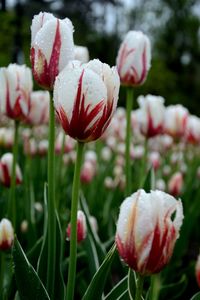 Close-up of fresh red flowers blooming outdoors