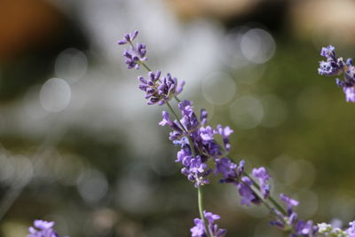 Close-up of purple flowers in park