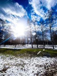 Trees on field against sky during winter