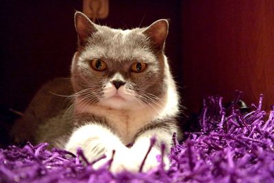 Close-up portrait of a british shorthair cat